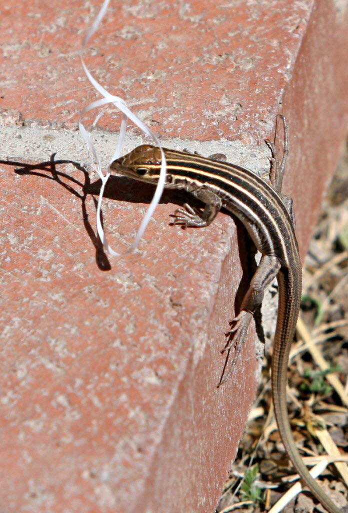 Lizard